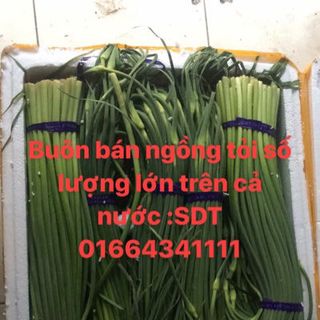 Ngồng Tỏi