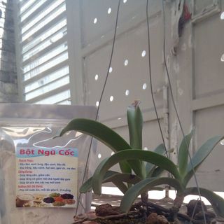 BỘT NGŨ CCỐC