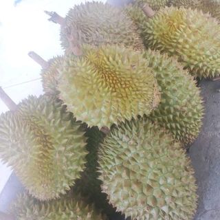 Sầu riêng sữa/bí