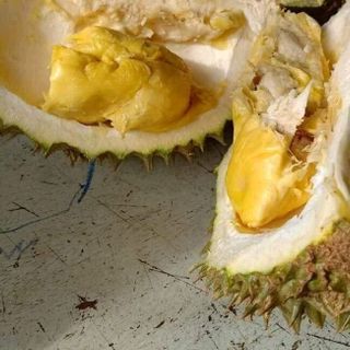 Sầu riêng 9 hóa