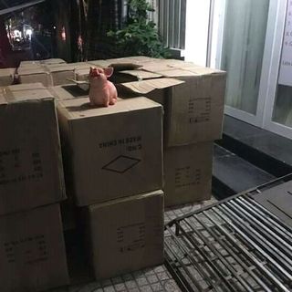 Chó cách cách mèo hoàng thượng