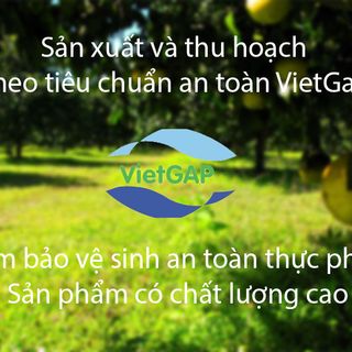 Bưởi năm roi không hạt giá sỉ