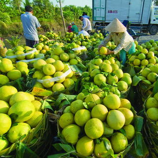 Bưởi năm roi không hạt giá sỉ