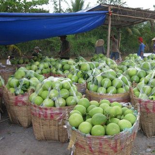 Bưởi năm roi không hạt giá sỉ