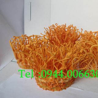 Đông trùng hạ thảo Việt Nam sấy thăng hoa