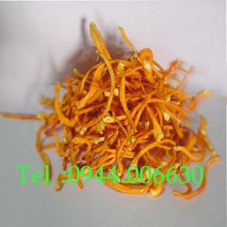 Đông trùng hạ thảo Việt Nam sấy thăng hoa