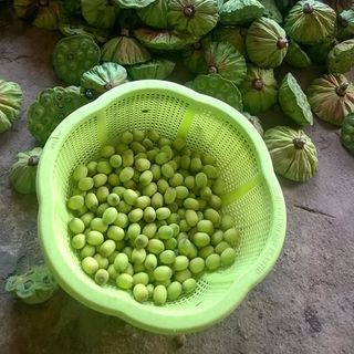 Hạt sen tươi