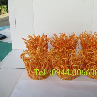 Đông trùng hạ thảo Việt Nam-