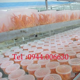 Đông trùng hạ thảo Việt Nam-
