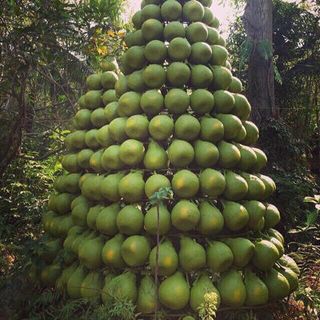 Mứt vỏ bưởi Nông Lâm