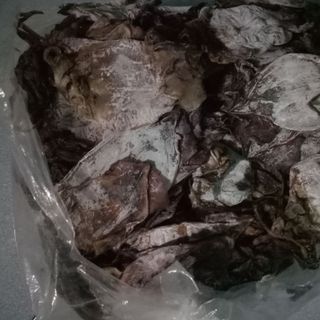 Bạch tuộc khô