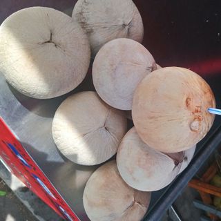 DỪA XIÊM GÁO TRÒN