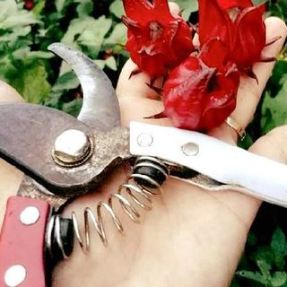Hoa Atiso đỏ tươi - Hoa Hibiscus tươi - Hoa bụp giấm tươi đã tách hạt sẵn giá sỉ