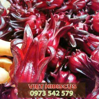 Hoa Atiso đỏ tươi - Hoa Hibiscus tươi - Hoa bụp giấm tươi đã tách hạt sẵn