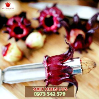 Hoa Atiso đỏ tươi - Hoa Hibiscus tươi - Hoa bụp giấm tươi đã tách hạt sẵn