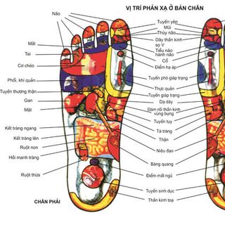 Lăn chân gỗ massage có núm