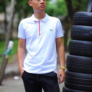 Áo phông cá sấu nam