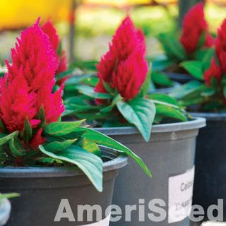 Hạt giống Mào gà tua Kimono Nhiều màu - CEL299 - gói 20 hạt