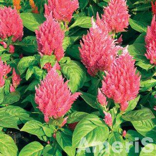 Hạt giống Mào gà tua Kimono Nhiều màu - CEL299 - gói 20 hạt