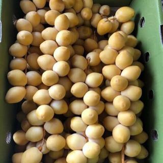 chà là tươi nam phi