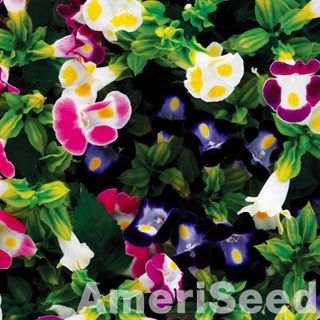 Hạt giống Tô liên Nhiều màu - TOR030 - gói 15 hạt