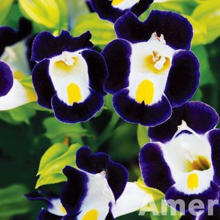 Hạt giống Tô liên Nhiều màu - TOR030 - gói 15 hạt