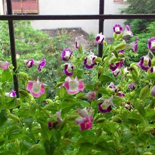 Hạt giống Tô liên Nhiều màu - TOR030 - gói 15 hạt