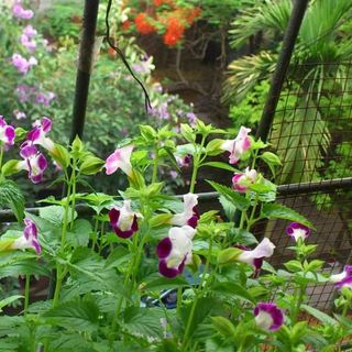 Hạt giống Tô liên Nhiều màu - TOR030 - gói 15 hạt