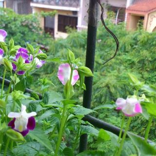 Hạt giống Tô liên Nhiều màu - TOR030 - gói 15 hạt