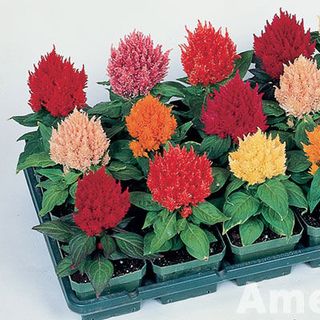 Hạt giống Mào gà tua Kimono Nhiều màu - CEL299 - gói 20 hạt