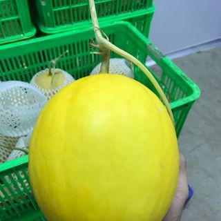Dưa lê vỏ vàng