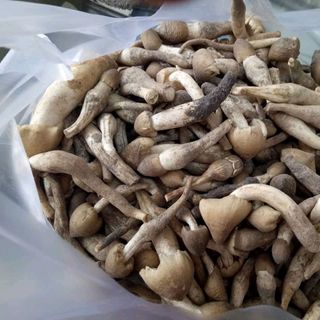 Nấm mối Miền tây Lấy tại Bến tre