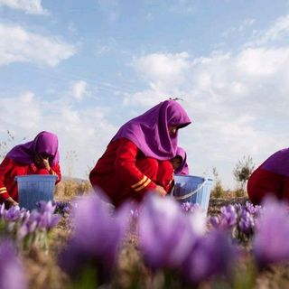 Nhụy hoa nghệ tây từ Iran