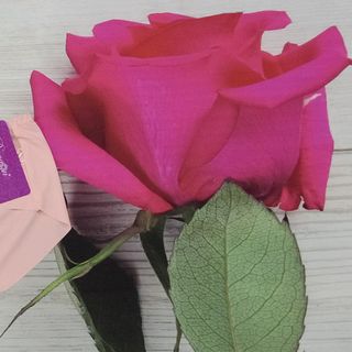 Quần lót su dán phối ren nhiều màu