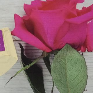 Quần lót su dán phối ren nhiều màu