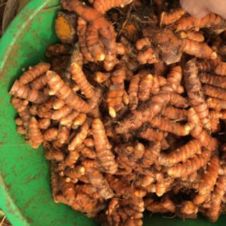 Tinh bột nghệ sạch an toàn và