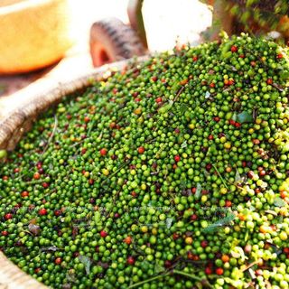 Tiêu đen giá bán sỉ tốt nhất