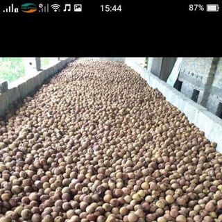 VẢI THIỀU SẤY