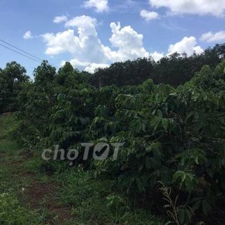 Cà Phê Robusta Gia Lai nguyên chất 100