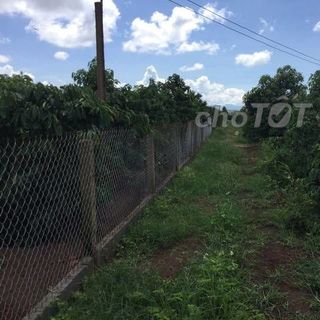 Cà Phê Robusta Gia Lai nguyên chất 100