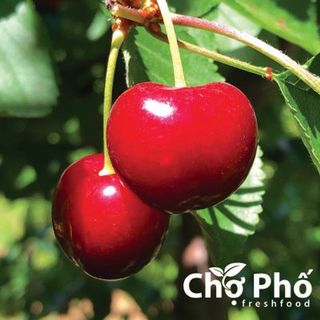 Cherry đỏ - Size 9 trực tiếp từ Mỹ