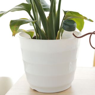 Combo 2 Dụng cụ tưới cây tự động