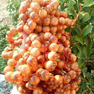 Chuỗi Phật Huyết Long Tròn THÂN
