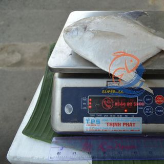 CÁ CHIM TRẮNG TIÊU CHUẨN Biển Thiên Nhiên
