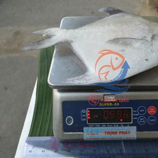 CÁ CHIM TRẮNG TIÊU CHUẨN Biển Thiên Nhiên