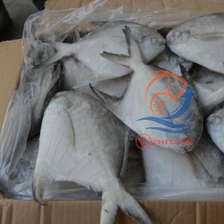 CÁ CHIM TRẮNG TIÊU CHUẨN Biển Thiên Nhiên