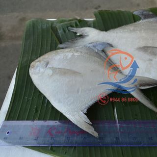CÁ CHIM TRẮNG TIÊU CHUẨN Biển Thiên Nhiên