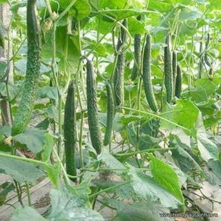 Hạt Dưa Chuột