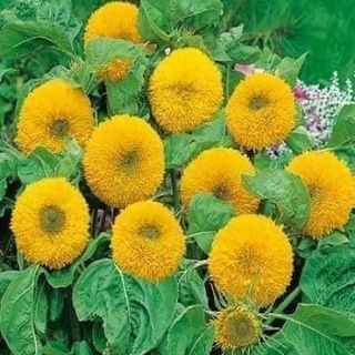 Hạt Hướng dương gấu bông