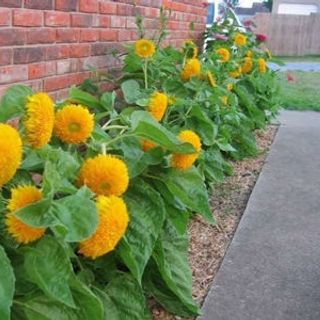 Hạt Hướng dương gấu bông